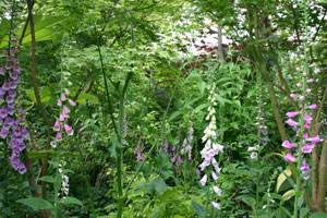 Foxgloves